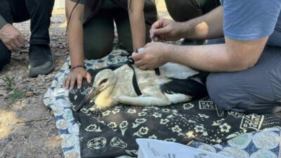 Tarım ve Orman Bakanlığı, Doğa Koruma ve Milli Parklar (DKMP)