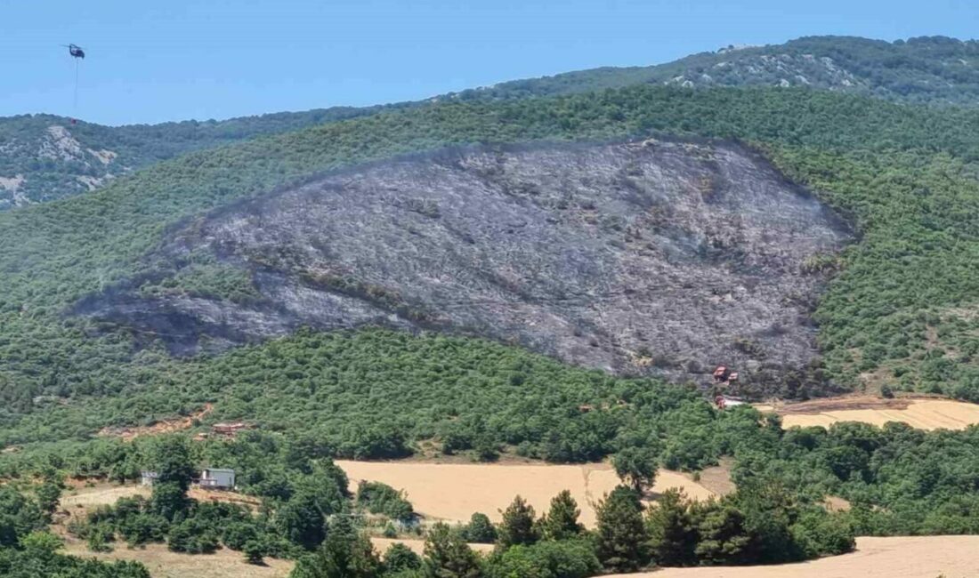 Bursa’nın Yenişehir ilçesine bağlı Selimiye ile Menteşe mahalleleri arasındaki ormanlık