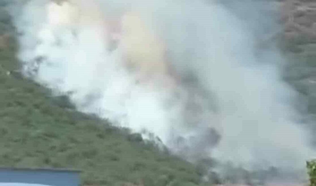 Bursa’nın Yenişehir ilçesine bağlı Selimiye ile Menteşe mahalleleri arasındaki ormanlık