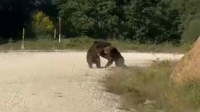 Bursa’nın Gemlik ilçesinde yolun ortasında güreşe tutuşan ayılar, korku dolu