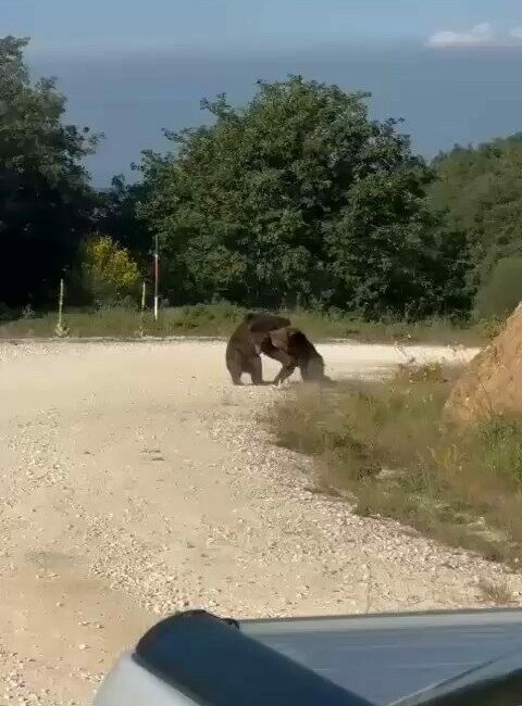 Bursa’nın Gemlik ilçesinde yolun ortasında güreşe tutuşan ayılar, korku dolu