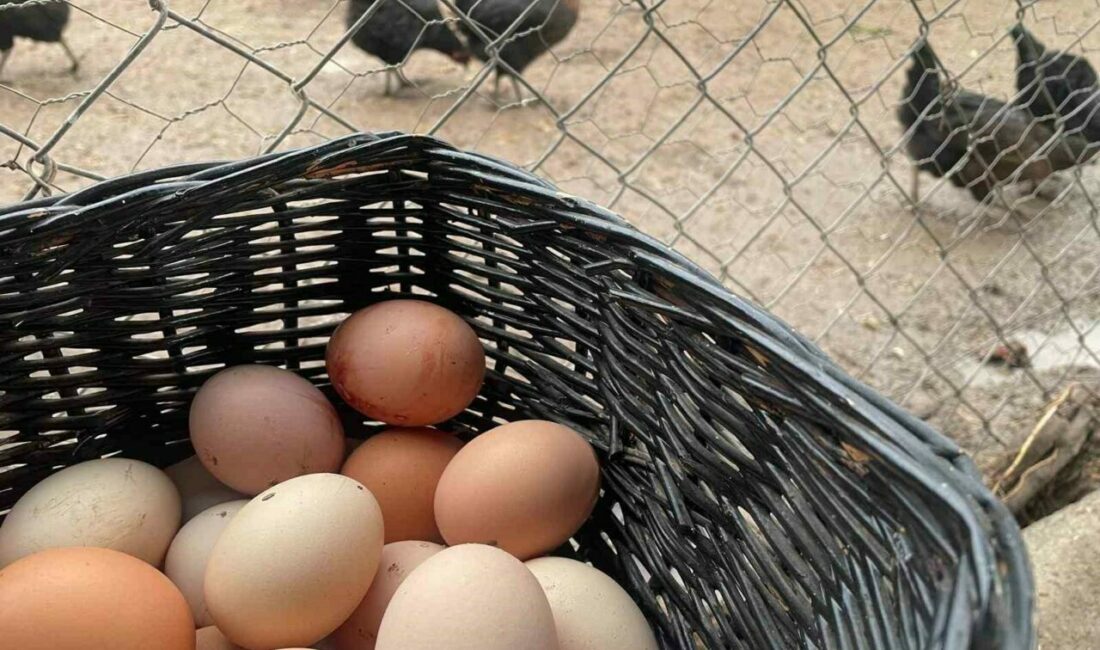 TÜİK’e göre yumurta üretimi geçen yıl kasımdan bu yana sürekli