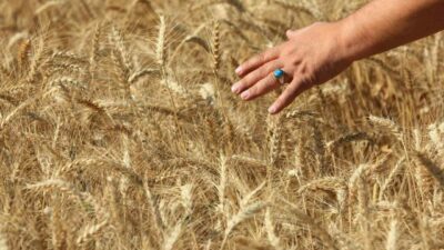 Amerika Birleşik Devletleri Tarım Bakanlığı Dış Tarım Servisine göre, Türkiye’nin