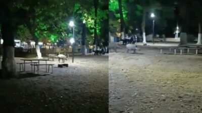 Bursa’nın Karacabey ilçesinde aç kalan domuzlar, insanların oturduğu park alanına
