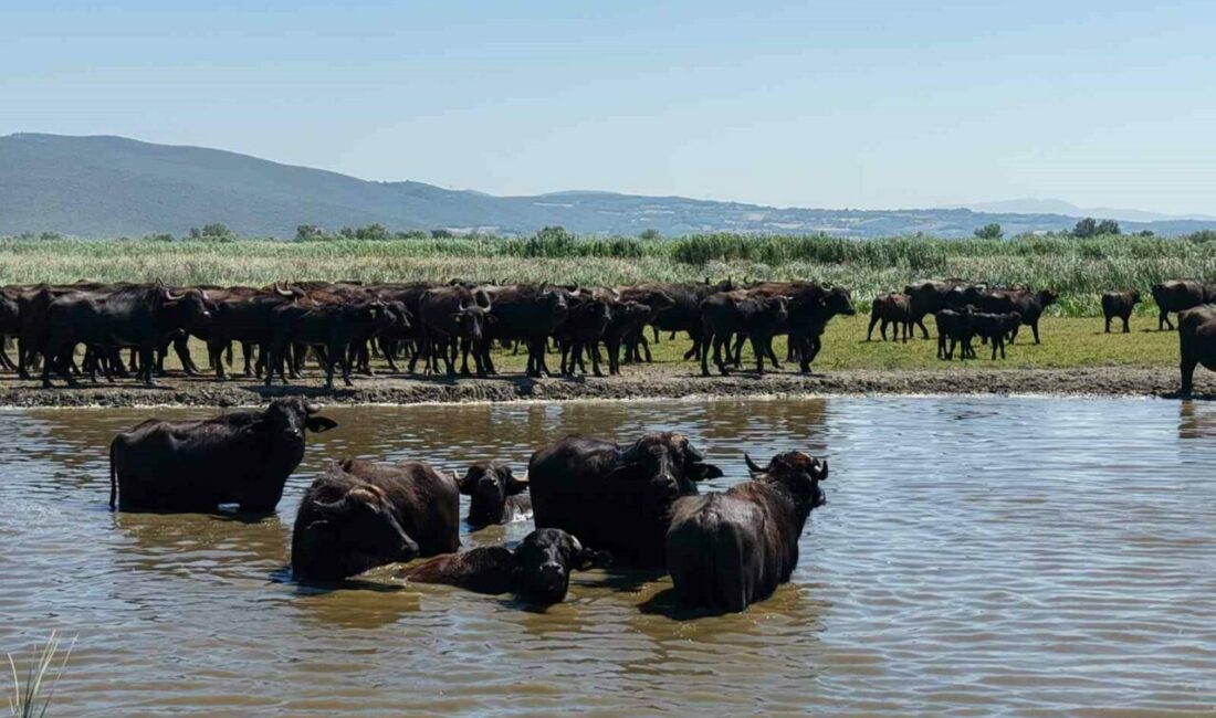 Afrika savanasını andıran görüntüler Bursa’dan Bursa’nın Mustafakemalpaşa ilçesinin Uluabat Gölü’ne kıyısı bulunan kırsal Karaoğlan Mahallesi’nde