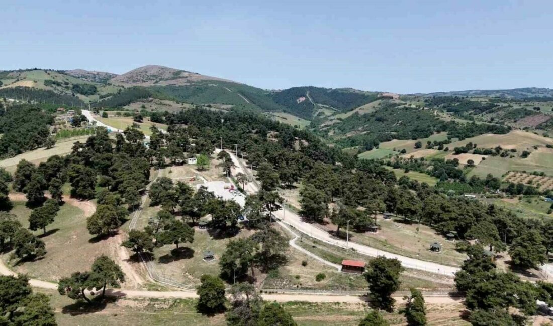 Kozdere Çamlığı, Yenişehir Belediyesi ekipleri tarafından başta kene olmak üzere