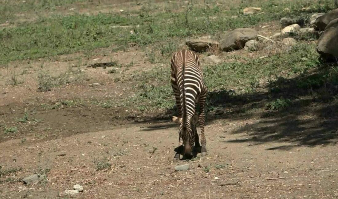 Bursa Hayvanat Bahçesi’nde zebra ailesi genişliyor Bursa Hayvanat Bahçesi’nde 3 zebra dünyaya geldi. Zebra ailesinin yeni