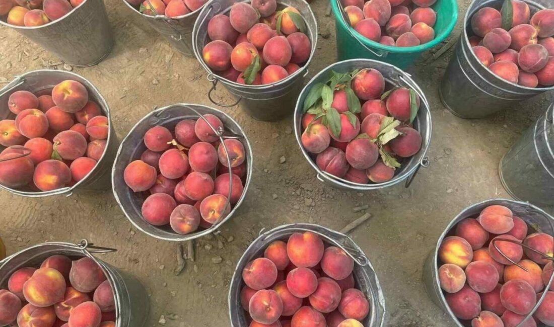 Bursa şeftalisinde hasat başladı çiftçi fiyattan memnun Bursa şeftalisi ve nektarinde hasat başlarken, toptan kilogram fiyatının 100