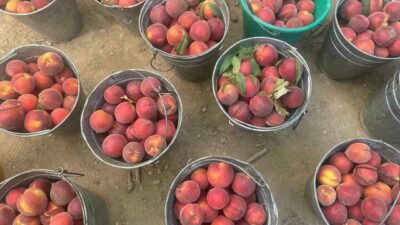 Bursa şeftalisi ve nektarinde hasat başlarken, toptan kilogram fiyatının 100
