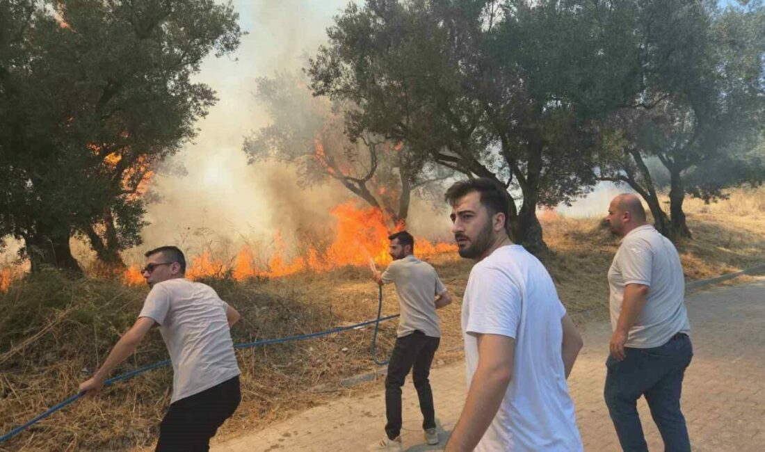 Bursa’da 20 zeytin ağacı yandı: 2 çocuk gözaltında Bursa’nın Orhangazi ilçesinde bir zeytinlikte çıkan yangın paniğe sebep oldu.