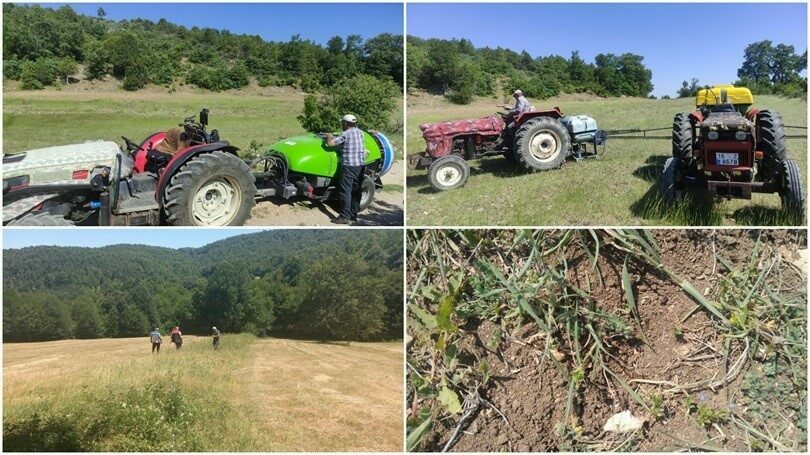 Bursa’da çekirge ile mücadele başladı Bursa’da çekirgelerin tarımsal alana ulaşmadan tarım dışı garsiyat (yumurta bırakma)