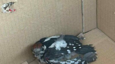 Bursa’da nesli tükenme tehlikesi altında bulunan yaralı bir ağaçkakan, Minareliçavuş