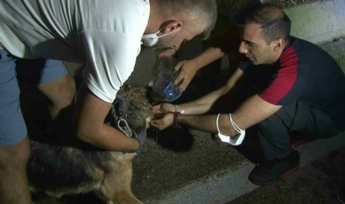 Bursa’daki yangından etkilenen hayvanlar böyle kurtarıldı Bursa’da Kestel ve Gürsu ilçeleri arasında ormanlık alanda başlayan yangın,