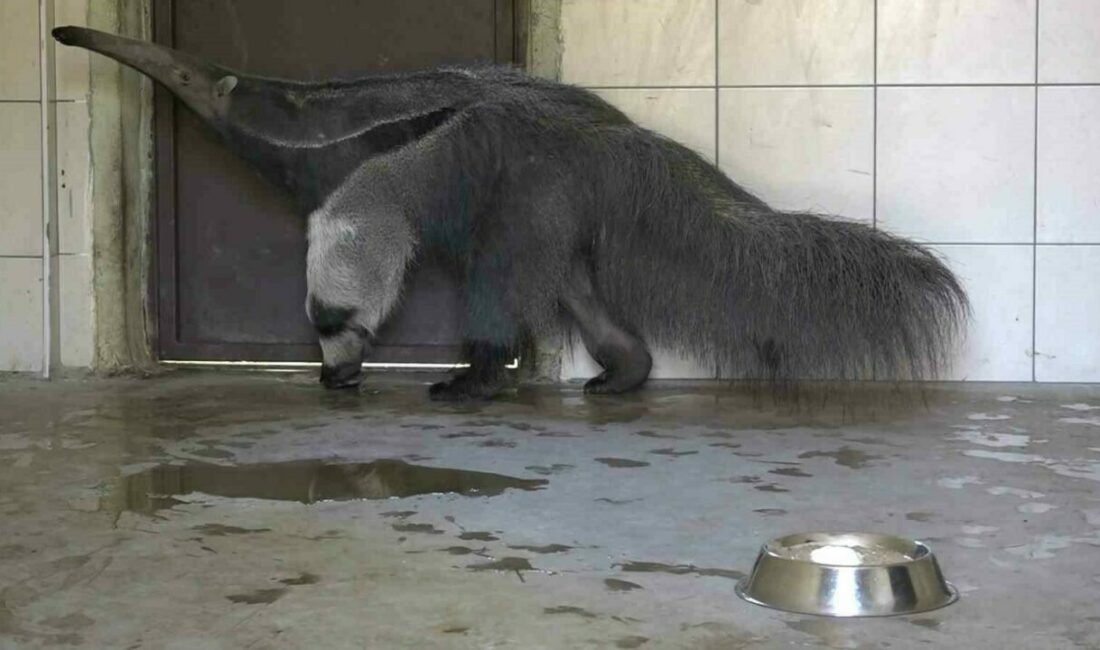Dev karıncayiyen ailesi büyüyor Türkiye’de sadece Bursa Hayvanat Bahçesi’nde bulunan dev karıncayiyen ailesine bir