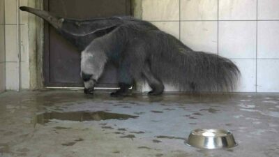 Türkiye’de sadece Bursa Hayvanat Bahçesi’nde bulunan dev karıncayiyen ailesine bir