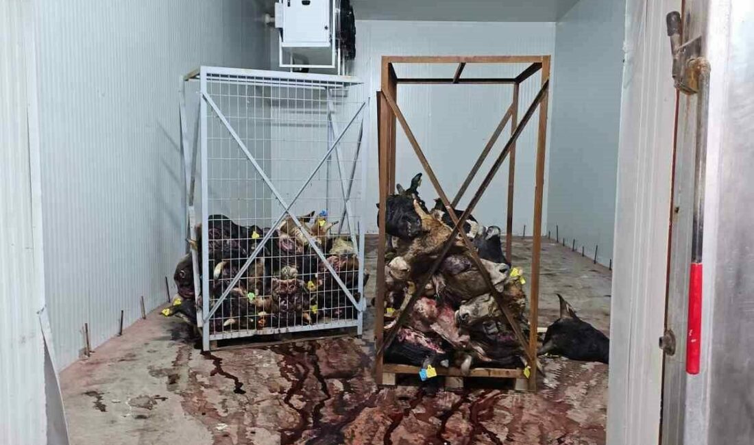 Gemlik’te sağlıksız şartlarda istiflenmiş çok sayıda hayvan kafası bulundu Bursa’nın Gemlik ilçesinde ruhsatsız olarak faaliyet gösteren bir iş yerinde,