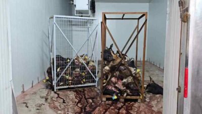 Bursa’nın Gemlik ilçesinde ruhsatsız olarak faaliyet gösteren bir iş yerinde,