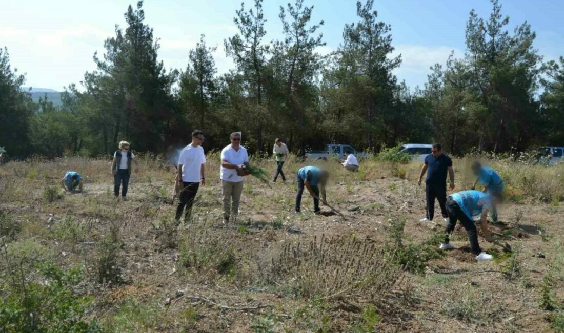 Bursa Denetimli Serbestlik Müdürlüğü ile Bursa Orman İşletme Müdürlüğü işbirliğinde