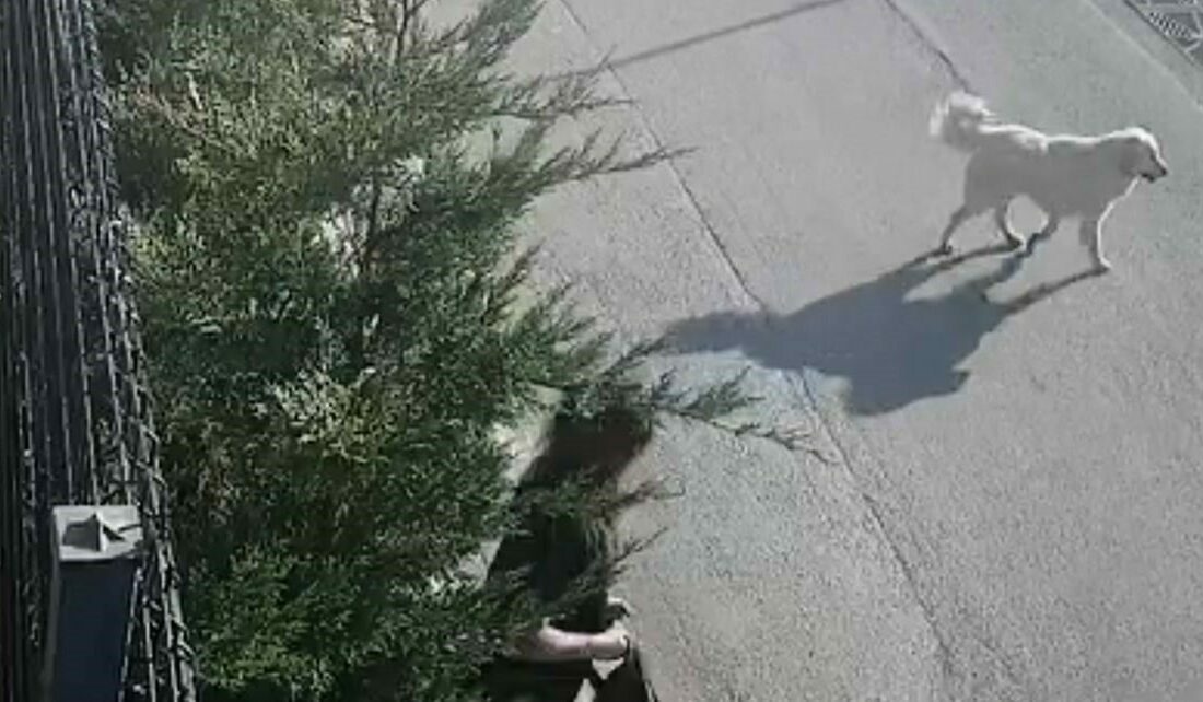 İşe giderken sokak köpekleri saldırdı, genç kadın canını zor kurtardı Bursa’da sabah işe gitmek üzere yola çıkan genç kadın, sokak