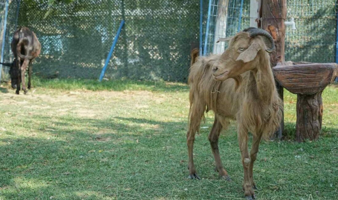 İzmir’deki orman yangınından kurtarılan bir çok hayvan Bursa’daki HAYTAP Emekli