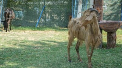İzmir’deki orman yangınından kurtarılan bir çok hayvan Bursa’daki HAYTAP Emekli