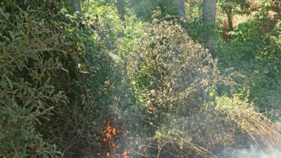 Bursa’nın İznik ilçesinde ormanlık alanda çıkan yangın, itfaiye ekiplerinin hızlı
