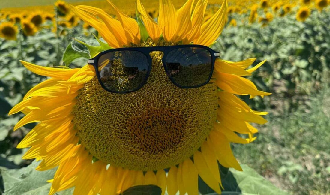 Bursa’nın tarım cenneti Karacabey’de ayçiçekleri çiçek açtı, doğa sarı ve