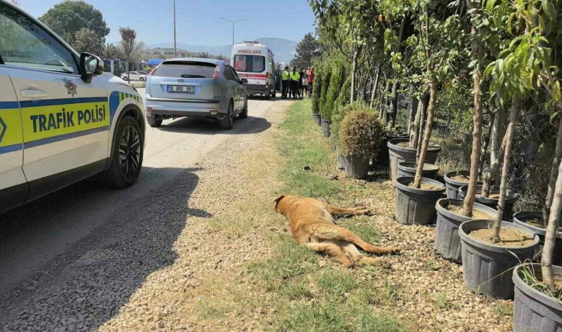 Köpeğe çarpan motosikletli yaralandı Bursa’nın İnegöl ilçesinde motosiklet yola çıkan köpeğe çarpan sürücü yaralanırken,