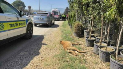 Bursa’nın İnegöl ilçesinde motosiklet yola çıkan köpeğe çarpan sürücü yaralanırken,