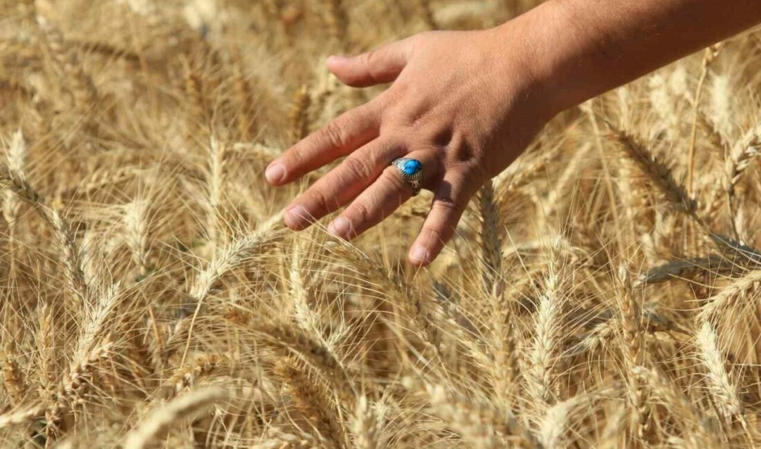 Küresel hububat üretiminde tüm zamanların en yüksek seviyesi bekleniyor Uluslararası Hububat Konseyi (IGC), Temmuz 2025 / Haziran 2026 döneminde