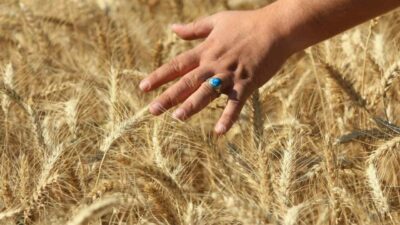 Uluslararası Hububat Konseyi (IGC), Temmuz 2025 / Haziran 2026 döneminde