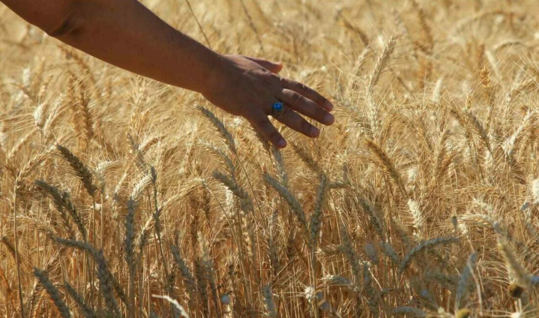 Makarnalık buğdayın fiyatı arttı ekmeklik aynı kaldı Türkiye Ürün İhtisas Borsası (TÜRİB) Elektronik Ürün Senedi (ELÜS) piyasasında