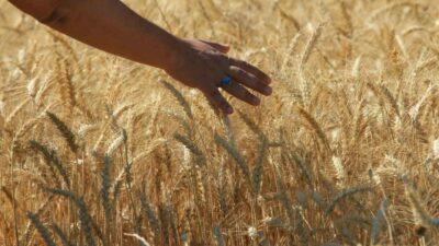 Türkiye Ürün İhtisas Borsası (TÜRİB) Elektronik Ürün Senedi (ELÜS) piyasasında