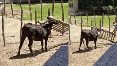 Bursa’da bir inek başını ahşap merdiven boşluğuna sıkıştırdı. Bursa’da Karacabey