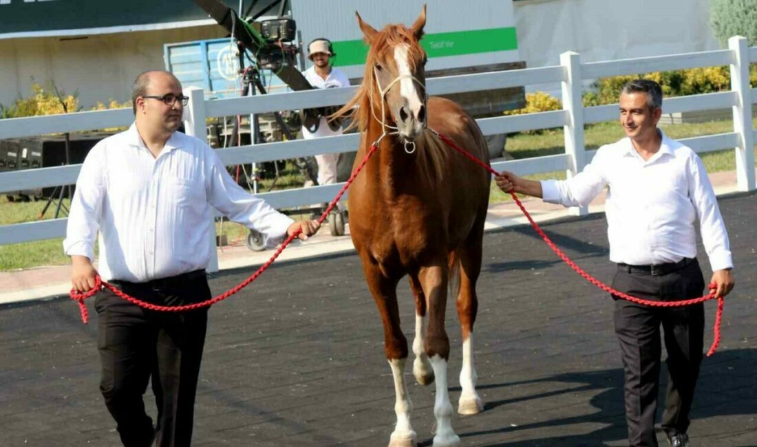 Milyonluk taylar, peynir ekmek gibi satıldı Karacabey Harası’nda 68 tayın satışından 45 milyon 485 bin lira