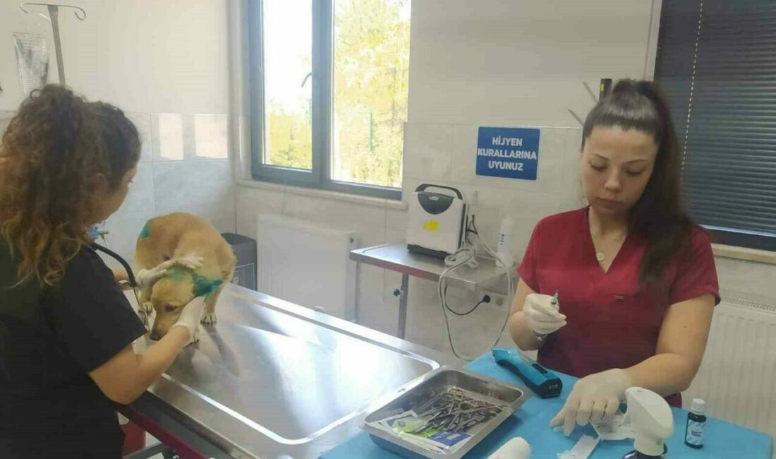 Orman yangınlarından etkilenen hayvanlara belediye şefkati Bursa’nın Gürsu ilçesindeki yangından etkilenen hayvanlara, Bursa Büyükşehir ve Osmangazi