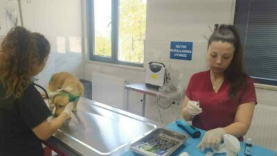 Bursa’nın Gürsu ilçesindeki yangından etkilenen hayvanlara, Bursa Büyükşehir ve Osmangazi