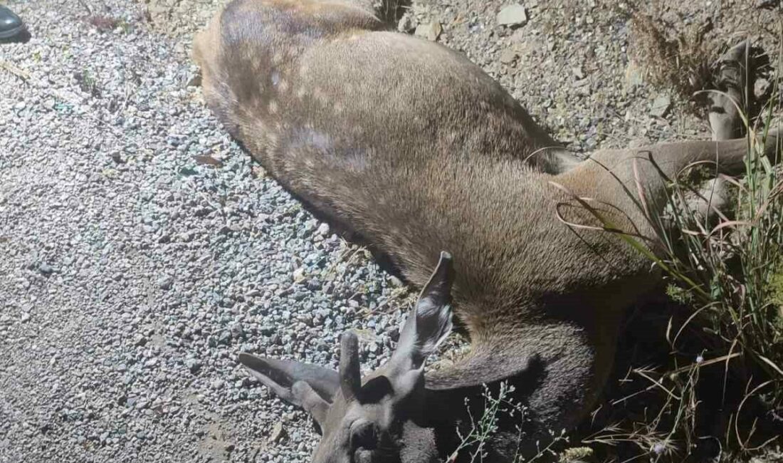 Bursa’nın İnegöl ilçesinde ormanlık alanda yaşanan üzücü bir olayda, yola