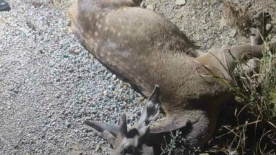 Bursa’nın İnegöl ilçesinde ormanlık alanda yaşanan üzücü bir olayda, yola