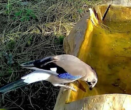 Bursa’da mavi tüyleriyle dikkat çeken alakarga, Uludağ ormanlarında görüntünlendi. Bilimsel