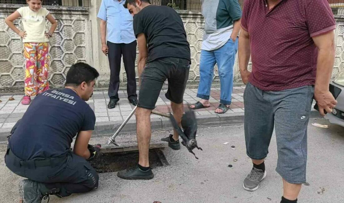 Bursa’nın İnegöl ilçesinde rögara düşen kargayı itfaiye ekipleri kurtardı. Olay