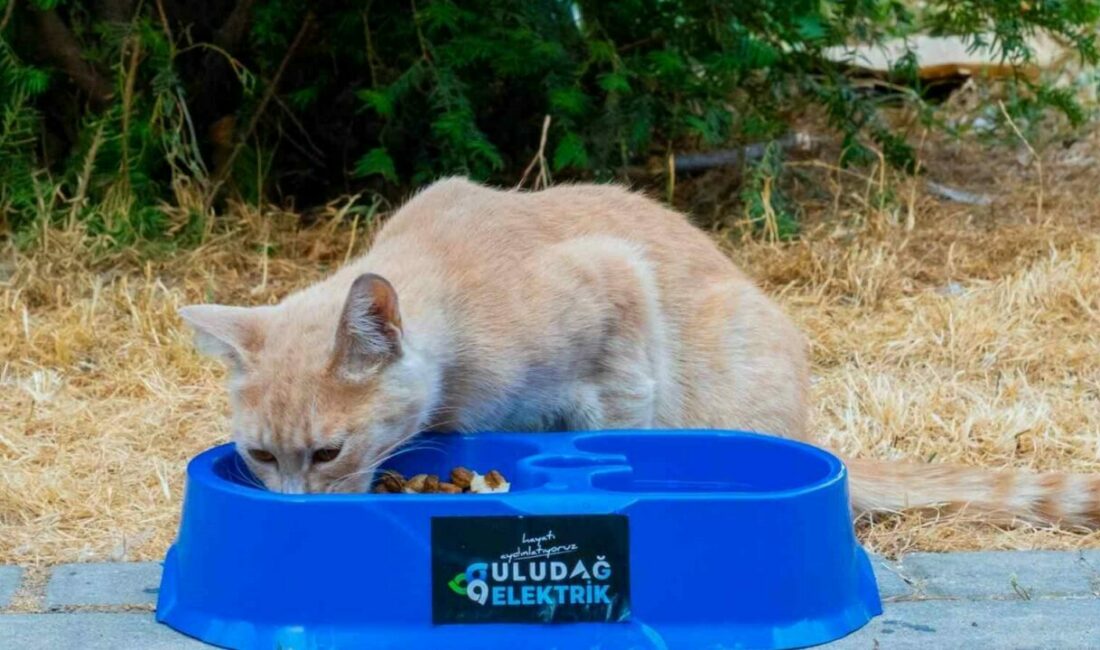 Sıcak yaz günlerinde can dostlara destek Uludağ Elektrik, ’Sevgimiz, Enerjimiz Sizinle’ projesiyle, yaz aylarında artan sıcaklık