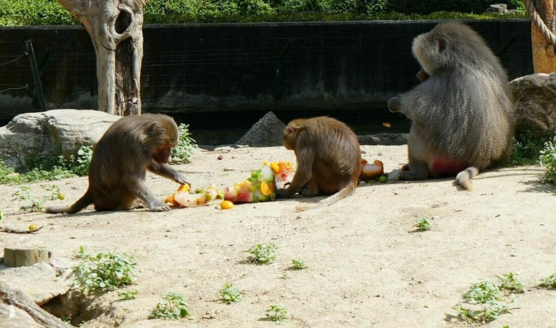 Sıcaktan bunalan hayvanların buzlu meyve keyfi Bursa Büyükşehir Belediyesi Hayvanat Bahçesi’nde hayvanlar, 40 dereceyi bulan sıcaklarda