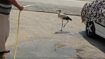 Bursa’nın İnegöl ilçesinde sıcak havalardan bunalan bir leylek, bir evin