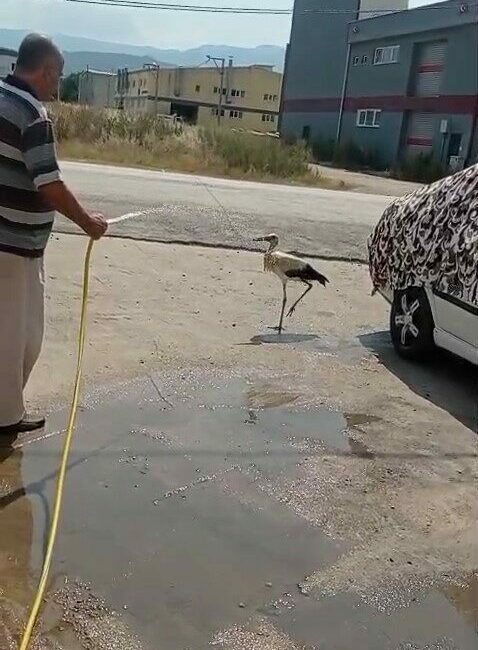 Bursa’nın İnegöl ilçesinde sıcak havalardan bunalan bir leylek, bir evin