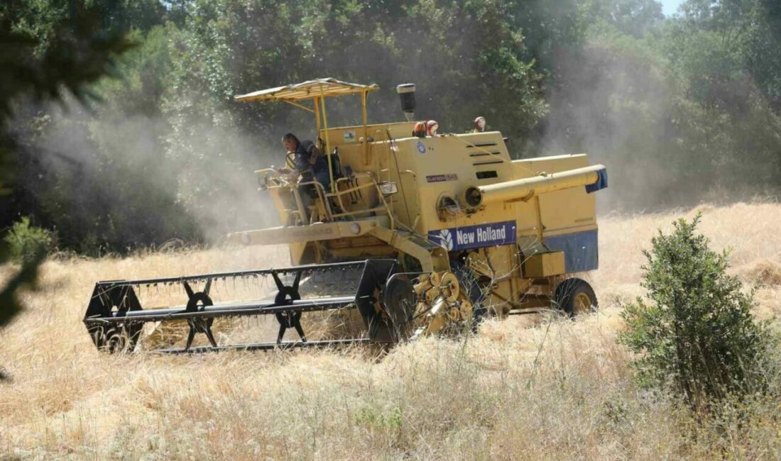 Siyez buğdayında hasat bereketi Bursa Büyükşehir Belediyesi tarafından dağ ilçelerinin kalkınması ve nitelikli tarım
