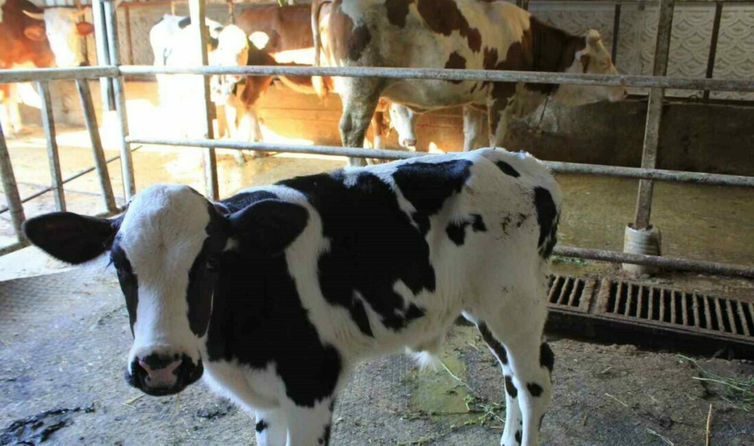 Tarım ve Orman Bakanı Yardımcısı Gümen’den TARPOL’un “şap raporu”na tepki Tarım ve Orman Bakan Yardımcısı Prof. Dr. Ahmet Gümen, Tarımsal Strateji ve