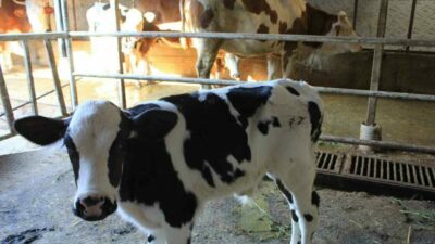 Tarım ve Orman Bakan Yardımcısı Prof. Dr. Ahmet Gümen, Tarımsal Strateji ve