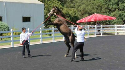 Karacabey Harası’nda 50 tayın satışından 23 milyon 45 bin lira