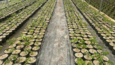 Bursa’nın Keles ilçesinde, Uludağ eteklerinde 1100 rakımda 30 bin ıhlamur